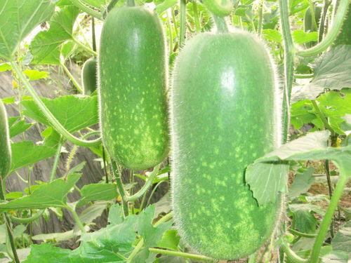 今日大瓜必吃大瓜海外,今日大瓜必吃，海外风云尽收眼底